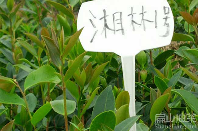 湘潭湘林1號(hào)油茶苗
