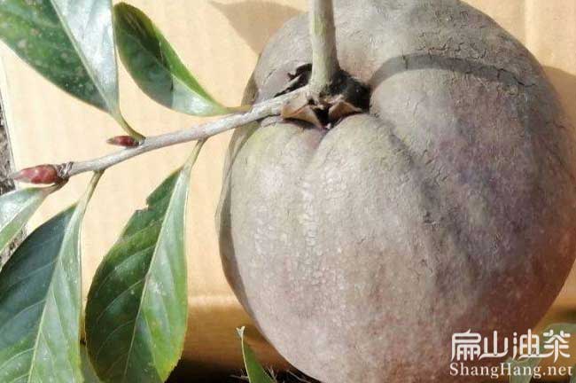 大果油茶苗批發(fā)