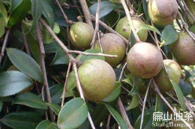 中國(guó)茶籽回收