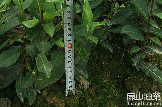 桂林茶樹苗批發(fā)