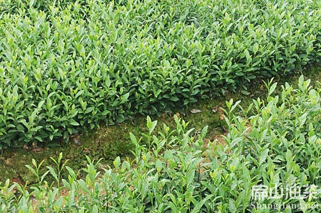 桂林茶樹(shù)苗批發(fā)