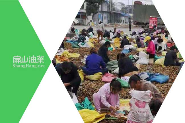 河南茶籽回收