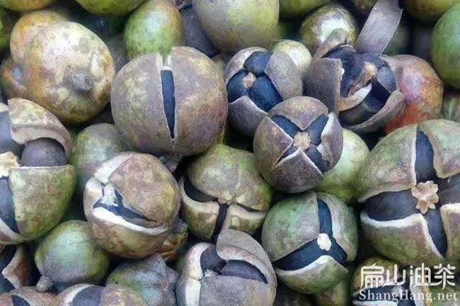 廣西茶籽回收