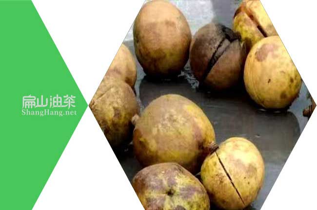 廣西嫁接大果紅花油茶苗杯苗基地 年銷1000萬顆-扁山油茶