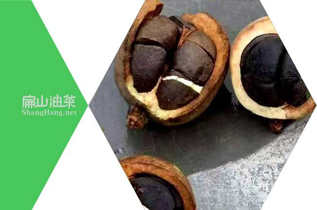 湖南茶籽回收