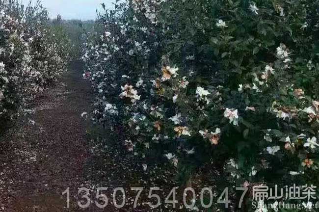 清遠油茶基地 清遠油茶基地8年嫁接紅花大果油茶苗-扁山油茶