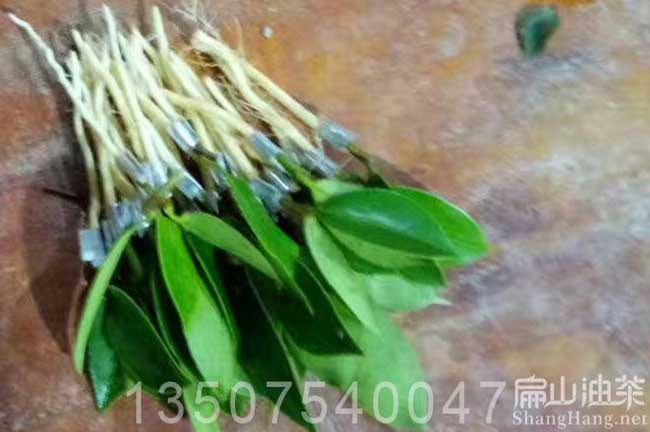 茶籽樹(shù)嫁接
