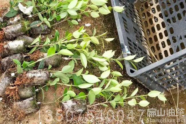 貴港油茶苗栽培