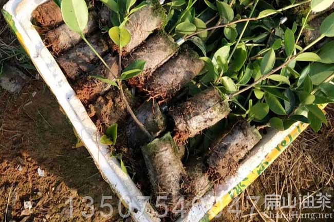 油茶杯苗