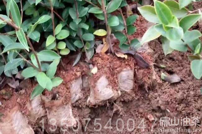 茶樹杯苗批發(fā)