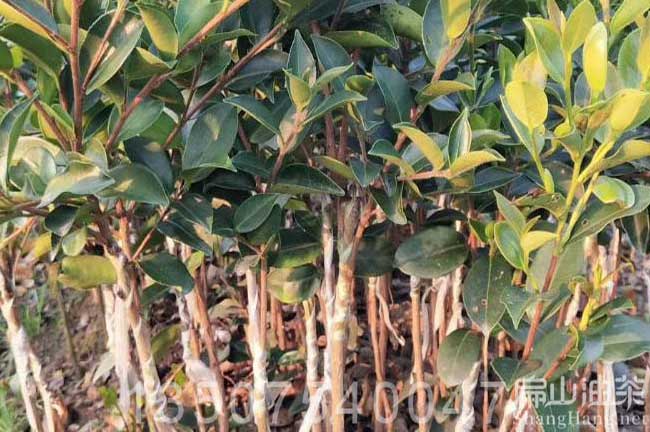 廣東大果油茶苗批發(fā)