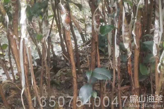 來賓大果油茶苗批發(fā)