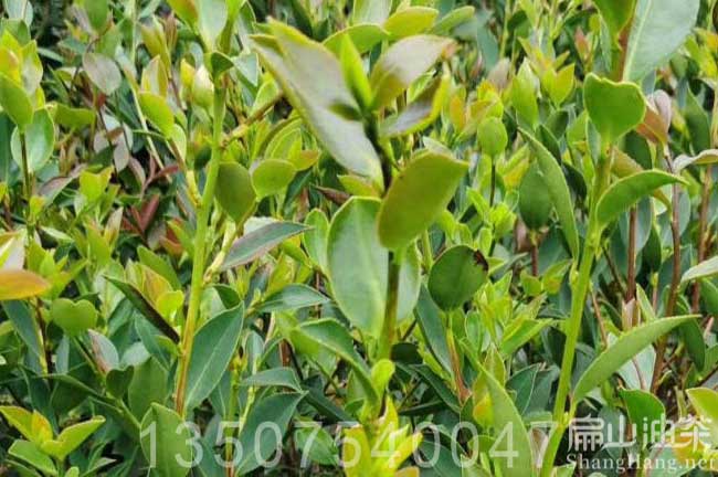 衡東湘林茶樹苗