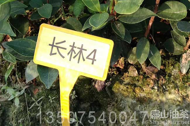 長(zhǎng)林4號(hào)油茶苗