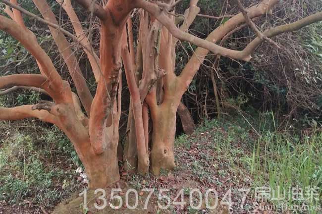 15年大果紅花油茶樹