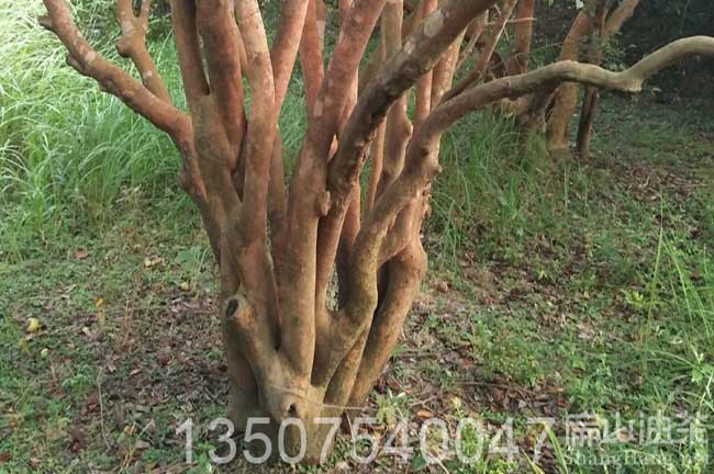 20年大果紅花油茶樹