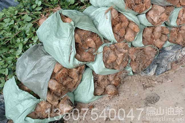 來賓油茶杯苗批發(fā)