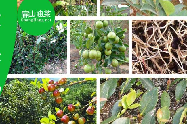 桂林茶樹苗批發(fā)