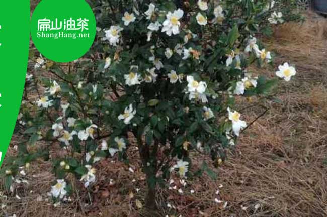 油茶田間管理