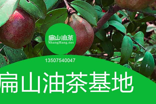 來(lái)賓油茶基地批發(fā)價(jià)格大果油茶苗 種植紅花油茶苗-扁山油茶