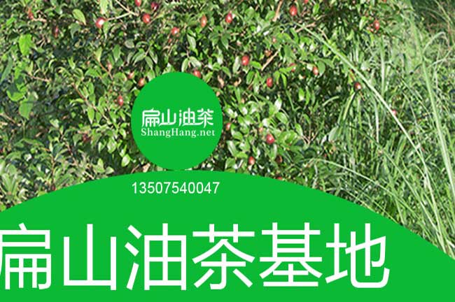 廣西軟枝油茶苗