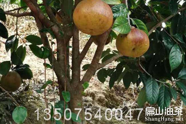 福建大果油茶苗
