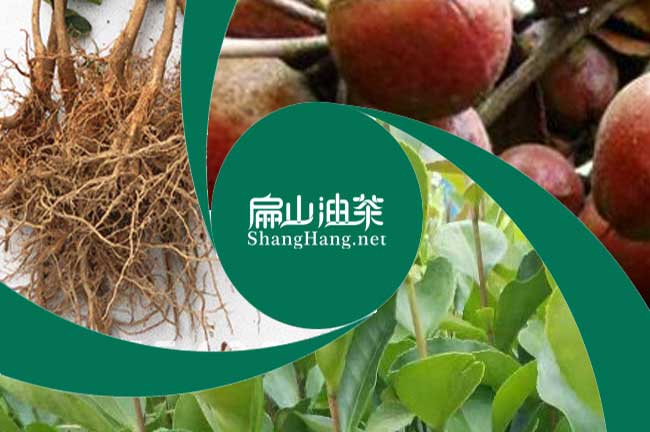 連平油茶基地
