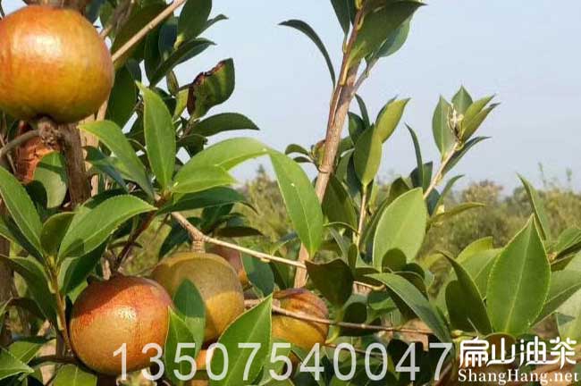 玉林大果油茶樹(shù)