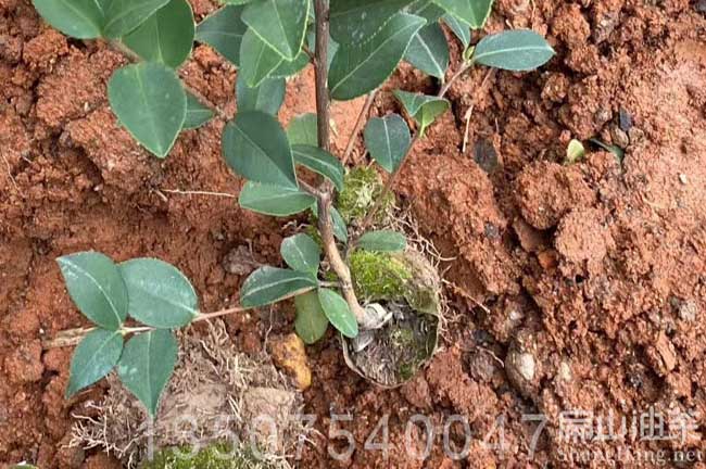 廣西油茶種植