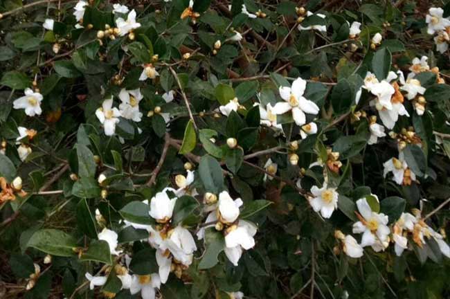 白花中小果茶樹林