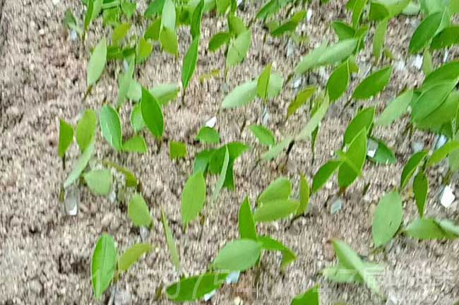 茶樹(shù)苗嫁接