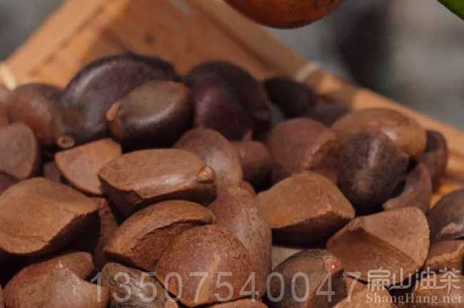 茶籽回收廠家