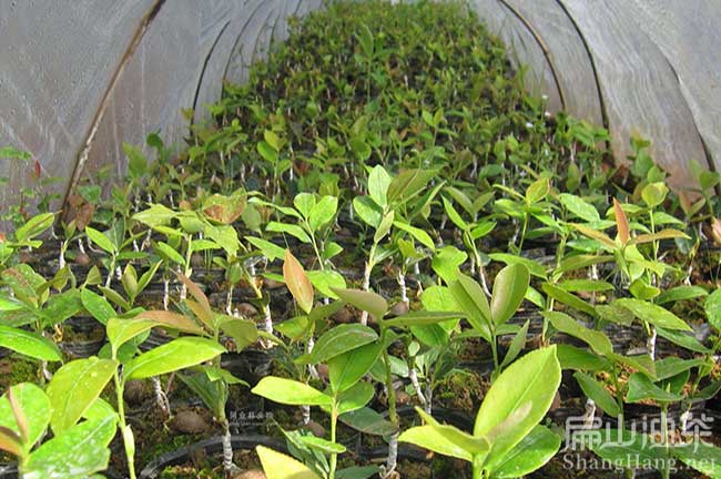 株洲油茶基地銷大紅花大果油茶苗攸縣袋裝杯苗批發(fā)-扁山油茶