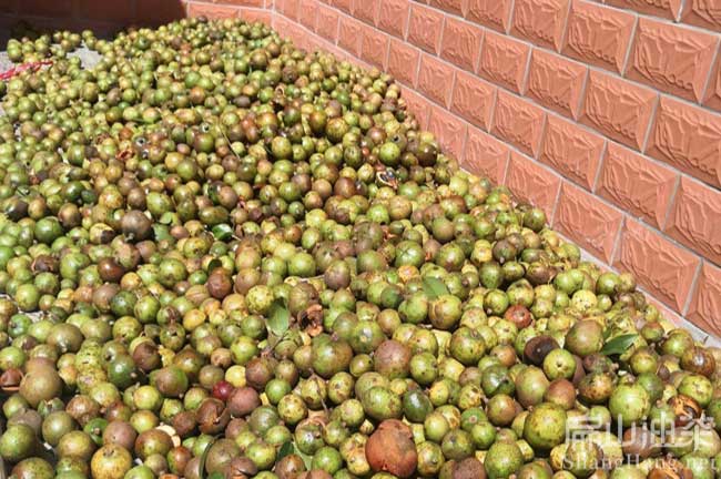 中小果茶籽回收