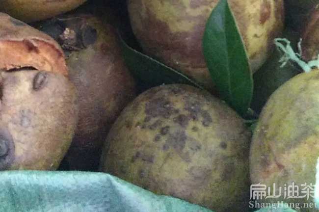 惠州大果油茶樹(shù)