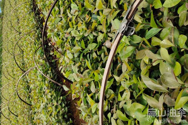 興賓大果油茶苗批發(fā)