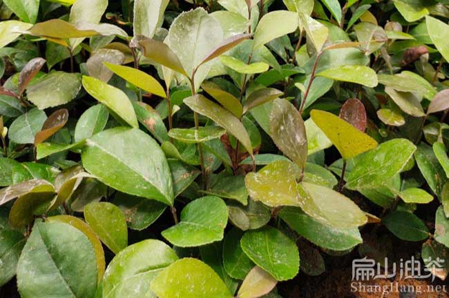 雁山大果紅花油茶苗