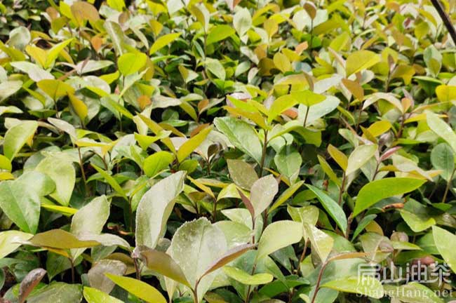 來賓種植紅花油茶苗