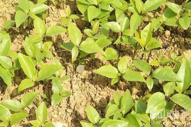 廣西軟枝油茶樹(shù)