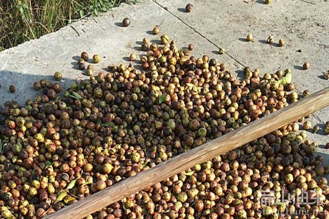 來賓茶籽回收
