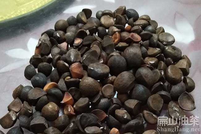 佛山茶籽價格