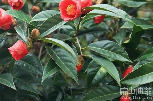 象州紅花油茶苗批發(fā)