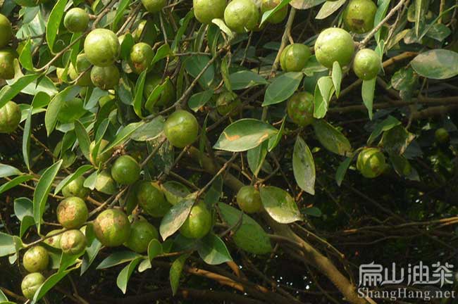 萍鄉(xiāng)掛果油茶樹