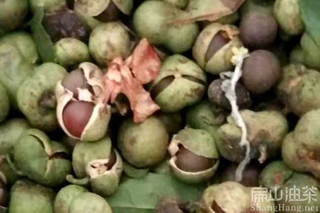 來賓茶籽回收
