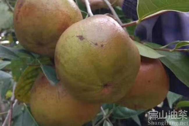 大果油茶樹