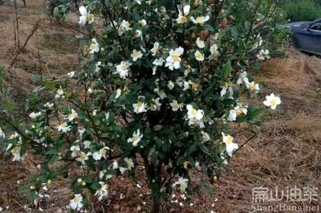  潮州油茶苗批發(fā)