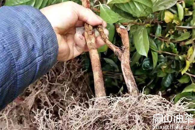 廣西大果嫁接油茶苗