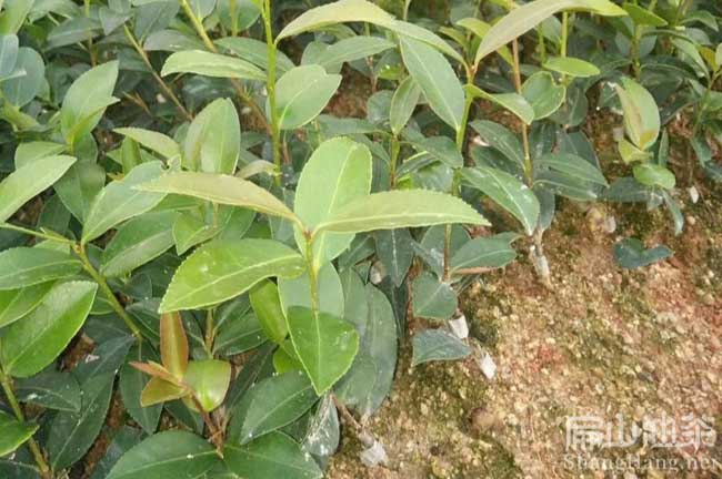 泉州高產(chǎn)油茶樹種植