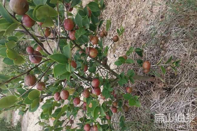 橫瀝油茶樹(shù)種植