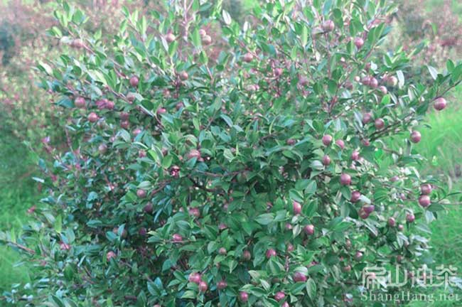 企石茶樹(shù)苗種植